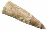 Fossil Spinosaurus Tooth - Real Dinosaur Tooth #345542-1